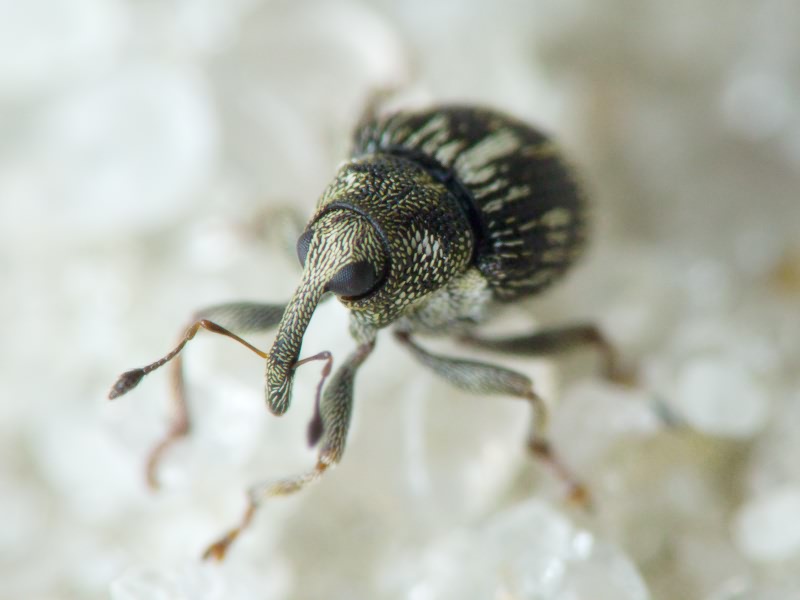 Coeliastes lamii (Fabricius, 1792)